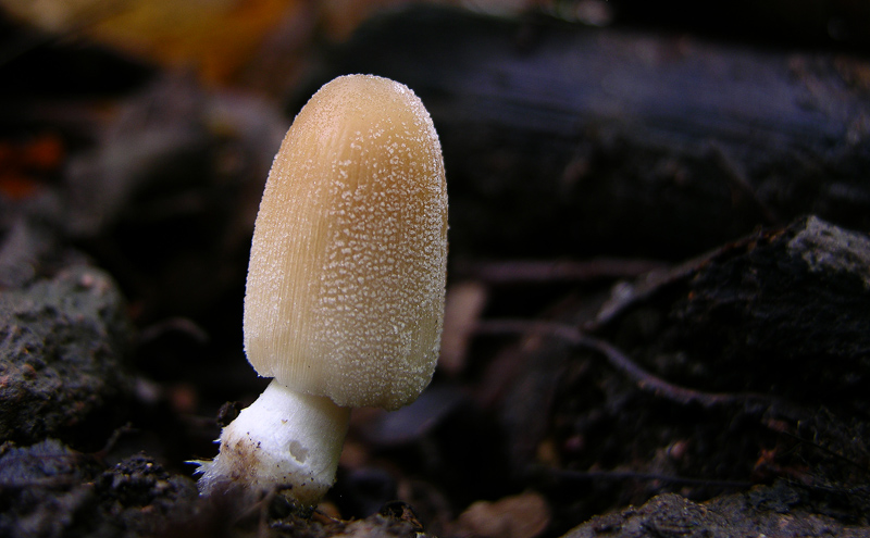 Risposte griglia 2 (marted� 29 maggio)